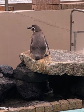 下田海中水族館に投稿された画像（2024/11/10）