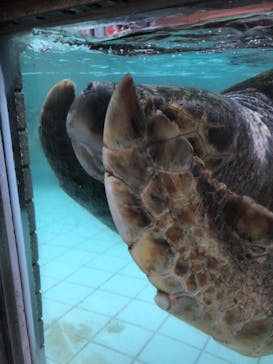 下田海中水族館に投稿された画像（2024/11/10）