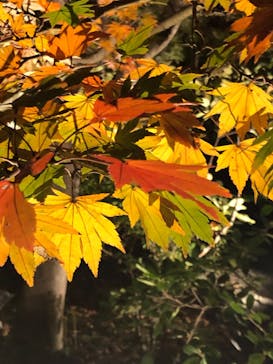 国営昭和記念公園 秋の夜散歩に投稿された画像（2024/11/10）