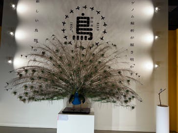 特別展「鳥 ～ゲノム解析が解き明かす新しい鳥類の系統～」国立科学博物館に投稿された画像（2024/11/10）