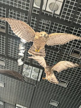 特別展「鳥 ～ゲノム解析が解き明かす新しい鳥類の系統～」国立科学博物館に投稿された画像（2024/11/10）