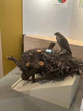 特別展「鳥 ～ゲノム解析が解き明かす新しい鳥類の系統～」国立科学博物館に投稿された画像（2024/11/10）