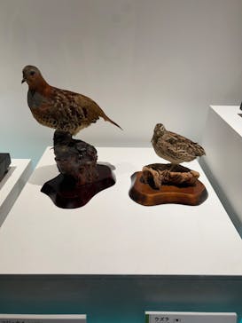 特別展「鳥 ～ゲノム解析が解き明かす新しい鳥類の系統～」国立科学博物館に投稿された画像（2024/11/10）