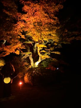 NAKED夜さんぽ™ 石川・那谷寺に投稿された画像（2024/11/10）