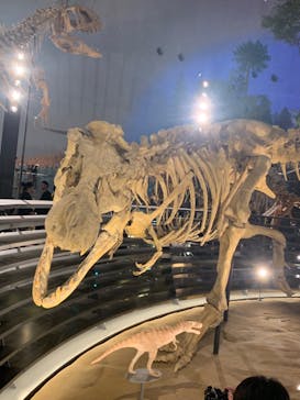 福井県立恐竜博物館に投稿された画像（2024/11/10）