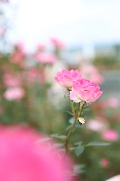 京成バラ園に投稿された画像（2024/11/10）