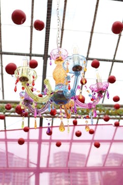 京成バラ園に投稿された画像（2024/11/10）