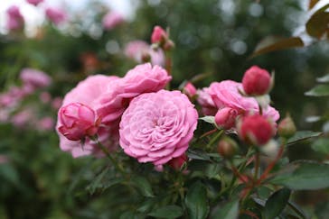 京成バラ園に投稿された画像（2024/11/10）