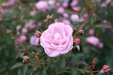 京成バラ園に投稿された画像（2024/11/10）