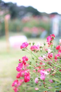 京成バラ園に投稿された画像（2024/11/10）