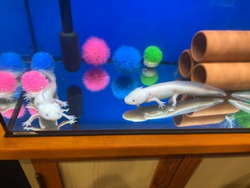 アニタッチみなとみらいに投稿された画像（2024/11/10）