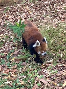 千葉市動物公園に投稿された画像（2024/11/10）