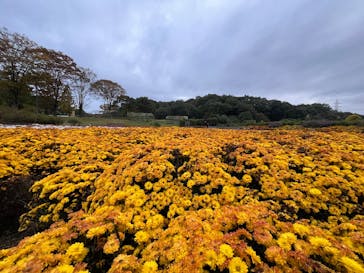 ぎふワールド・ローズガーデンに投稿された画像（2024/11/10）