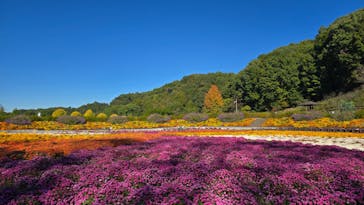 ぎふワールド・ローズガーデンに投稿された画像（2024/11/10）