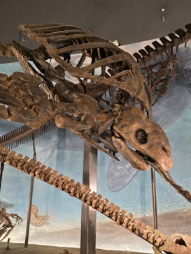 福井県立恐竜博物館に投稿された画像（2024/11/10）