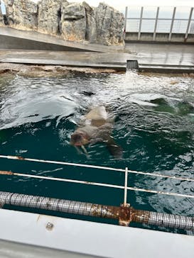 大分マリーンパレス水族館 「うみたまご」に投稿された画像（2024/11/10）