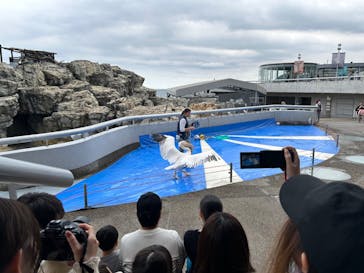 大分マリーンパレス水族館 「うみたまご」に投稿された画像（2024/11/10）