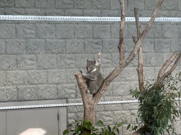 淡路ファームパーク イングランドの丘に投稿された画像（2024/11/10）