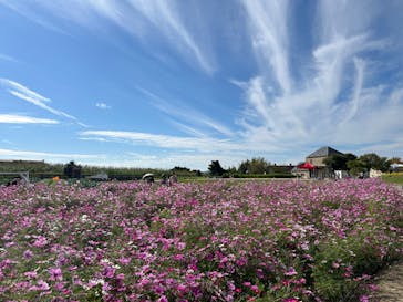 淡路ファームパーク イングランドの丘に投稿された画像（2024/11/10）