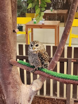 Moff animal cafe イオンモール幕張新都心店に投稿された画像（2024/11/10）