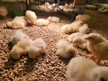 Moff animal cafe イオンモール幕張新都心店に投稿された画像（2024/11/10）