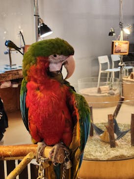 Moff animal cafe イオンモール幕張新都心店に投稿された画像（2024/11/10）