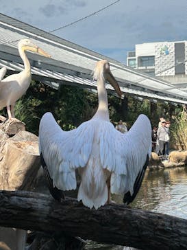 神戸どうぶつ王国に投稿された画像（2024/11/10）