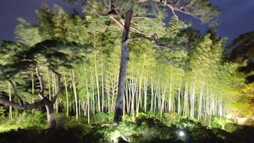 国営昭和記念公園 秋の夜散歩に投稿された画像（2024/11/10）