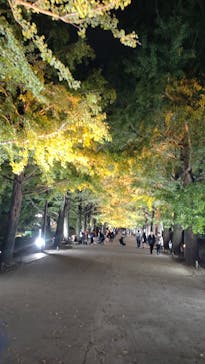 国営昭和記念公園 秋の夜散歩に投稿された画像（2024/11/10）