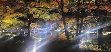 国営昭和記念公園 秋の夜散歩に投稿された画像（2024/11/10）