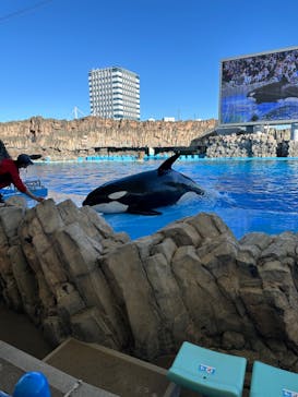 名古屋港水族館に投稿された画像（2024/11/10）