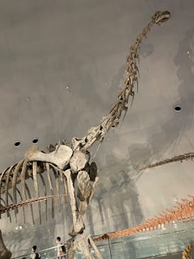 福井県立恐竜博物館に投稿された画像（2024/11/10）