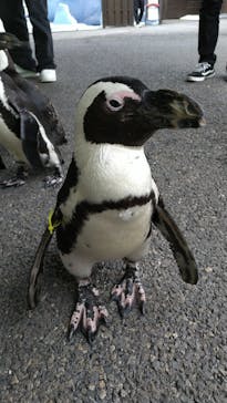 おさるランド＆アニタウン　日光さる軍団劇場に投稿された画像（2024/11/10）