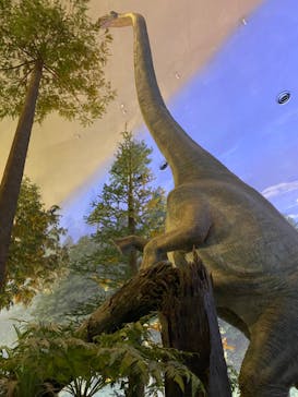 福井県立恐竜博物館に投稿された画像（2024/11/10）