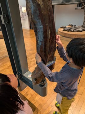 福井県立恐竜博物館に投稿された画像（2024/11/10）