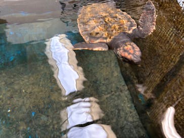 下田海中水族館に投稿された画像（2024/11/10）