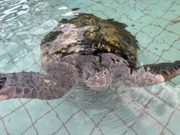 下田海中水族館に投稿された画像（2024/11/10）