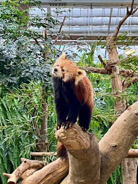 神戸どうぶつ王国に投稿された画像（2024/11/10）