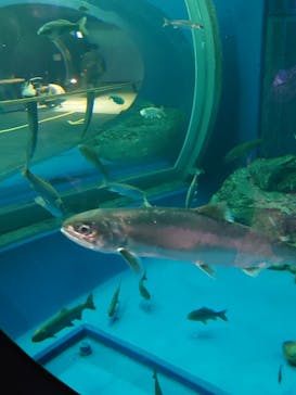 滋賀県立琵琶湖博物館に投稿された画像（2024/11/11）