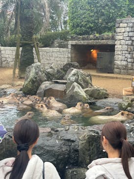 伊豆シャボテン動物公園に投稿された画像（2024/11/11）