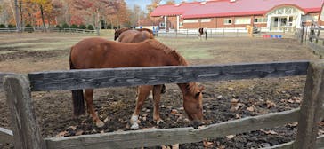 ノーザンホースパークに投稿された画像（2024/11/11）