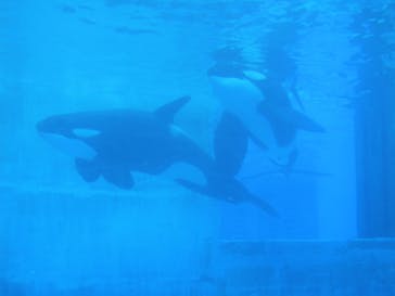名古屋港水族館に投稿された画像（2024/11/11）