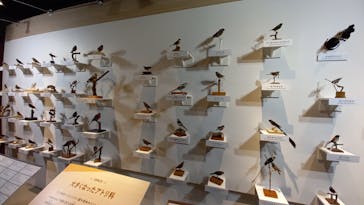 特別展「鳥 ～ゲノム解析が解き明かす新しい鳥類の系統～」国立科学博物館に投稿された画像（2024/11/11）