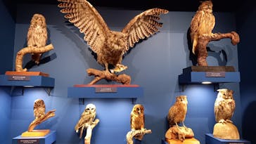 特別展「鳥 ～ゲノム解析が解き明かす新しい鳥類の系統～」国立科学博物館に投稿された画像（2024/11/11）