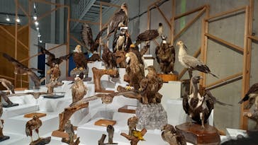 特別展「鳥 ～ゲノム解析が解き明かす新しい鳥類の系統～」国立科学博物館に投稿された画像（2024/11/11）