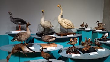 特別展「鳥 ～ゲノム解析が解き明かす新しい鳥類の系統～」国立科学博物館に投稿された画像（2024/11/11）