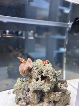 AOAO SAPPOROに投稿された画像（2024/11/11）