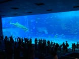 沖縄美ら海水族館に投稿された画像（2024/11/11）
