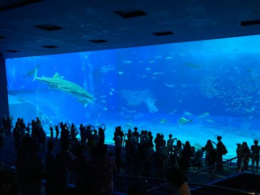 沖縄美ら海水族館に投稿された画像（2024/11/11）