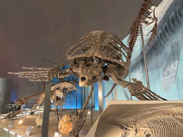 福井県立恐竜博物館に投稿された画像（2024/11/11）